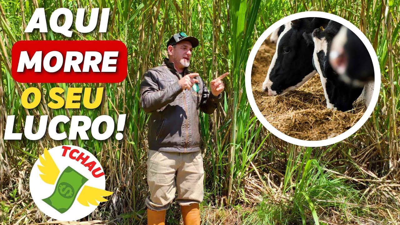 3 SEGREDOS DO LUCRO NA PECUÁRIA
