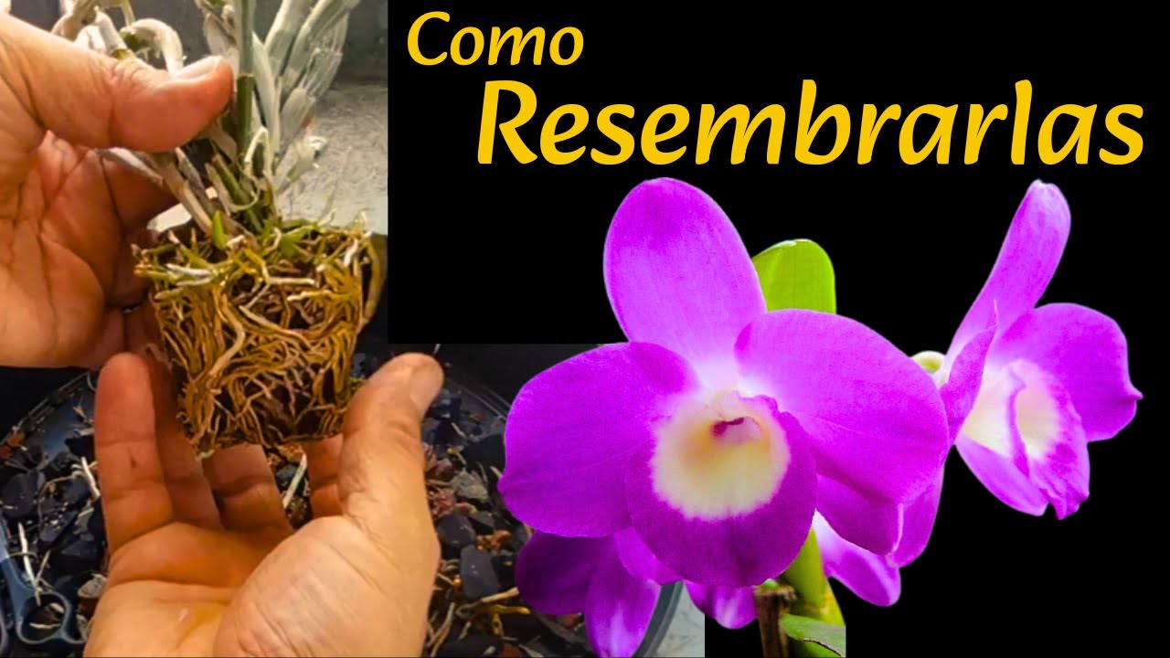 Resembrando orquídeas Dendrobium | Dividiendo y resembrando orquídeas | trasplantemos orquídeas