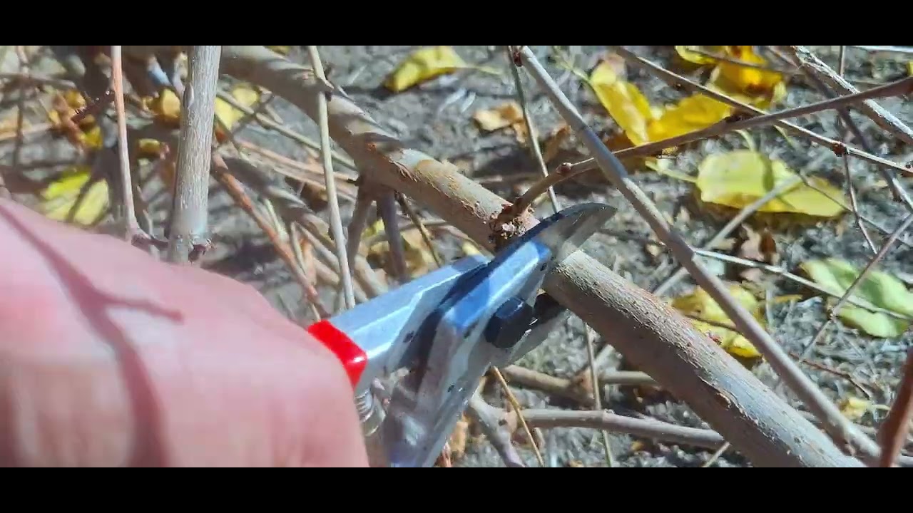 FELCO 31 BUDAMA MAKASI TANITIM