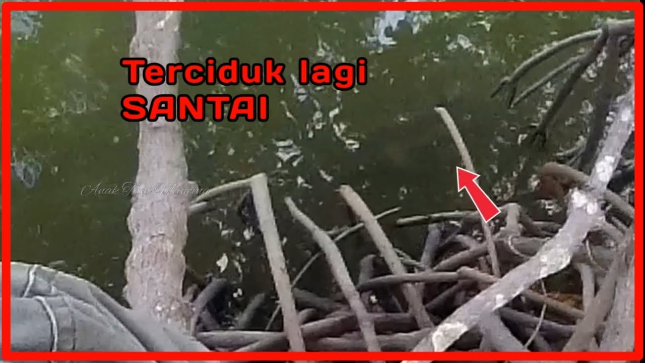 kakap berenang santai ‼️ diciduk pemaser‼️