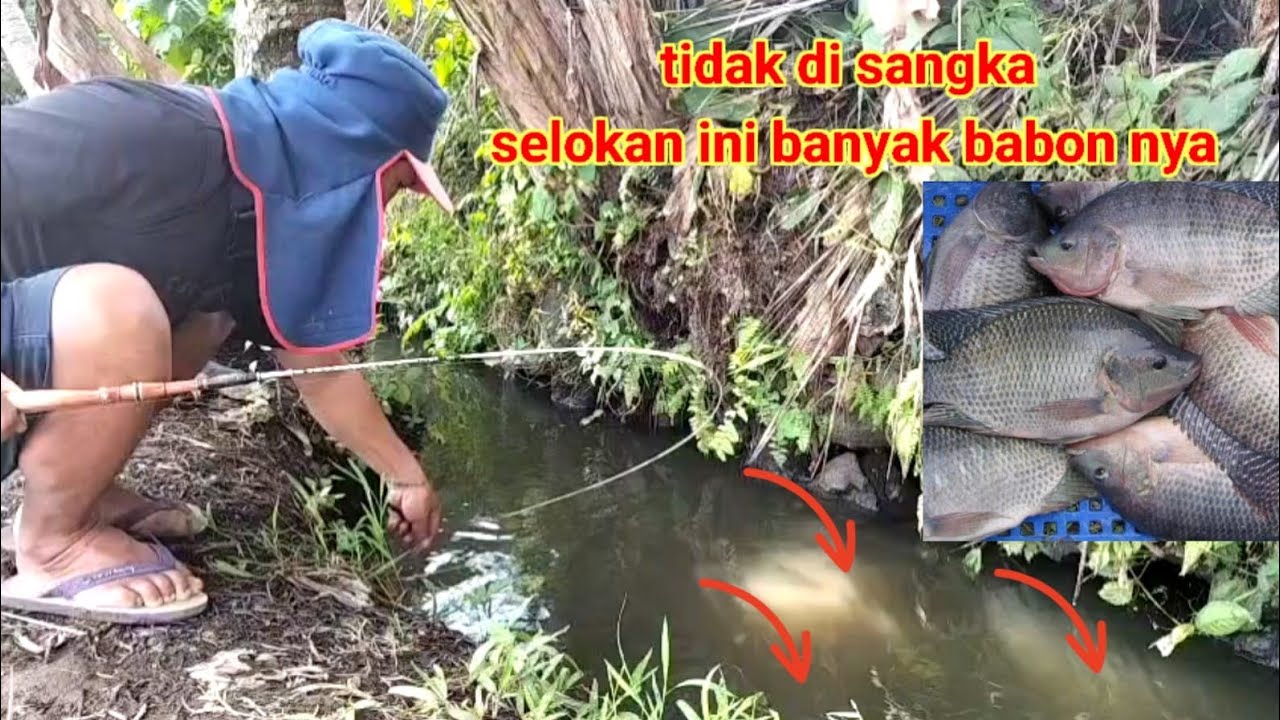 STREK BERTUBITUBI !!! SELOKAN KECIL DI HUNI BANYAK IKAN ,STREK SAMPE LEMES