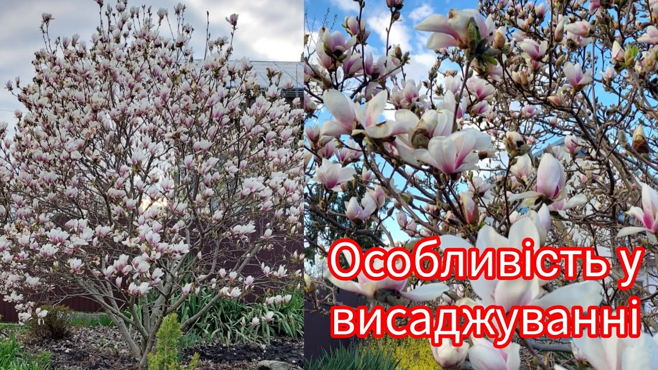 Магнолія. Чи варто висаджувати ☝️Мій досвід вирощування 👍