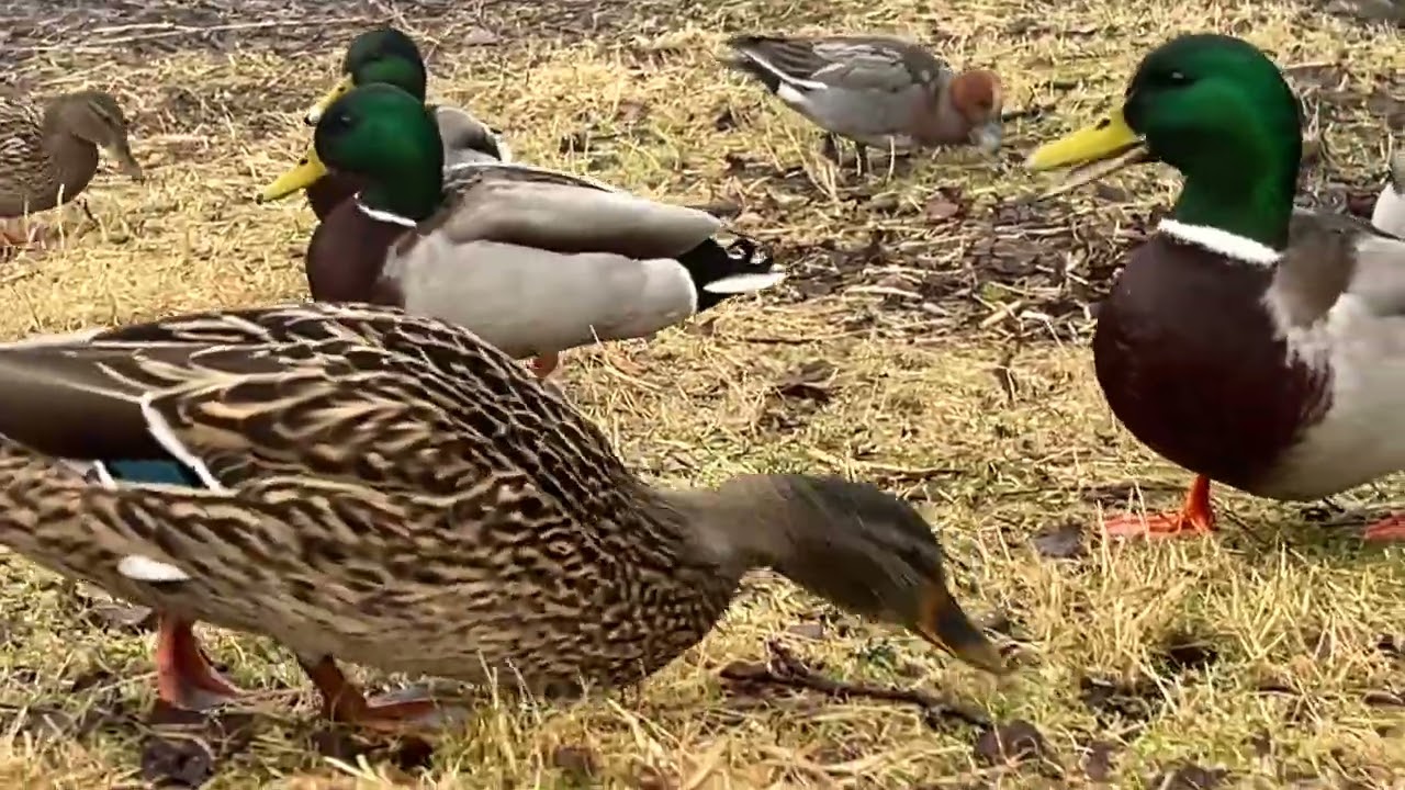 Action Birds and active Ducks in the Fog -Norway Westcoast March 7' 