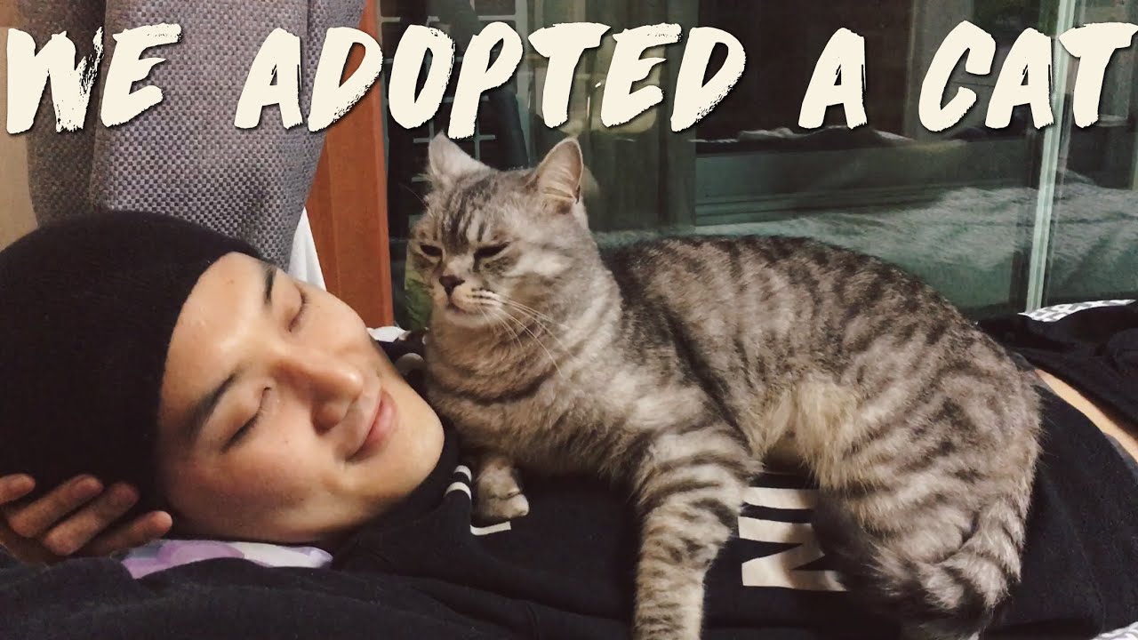 We Adopted a CAT! 고양이 (개냥이)를 입양했어요! (자막 CC)