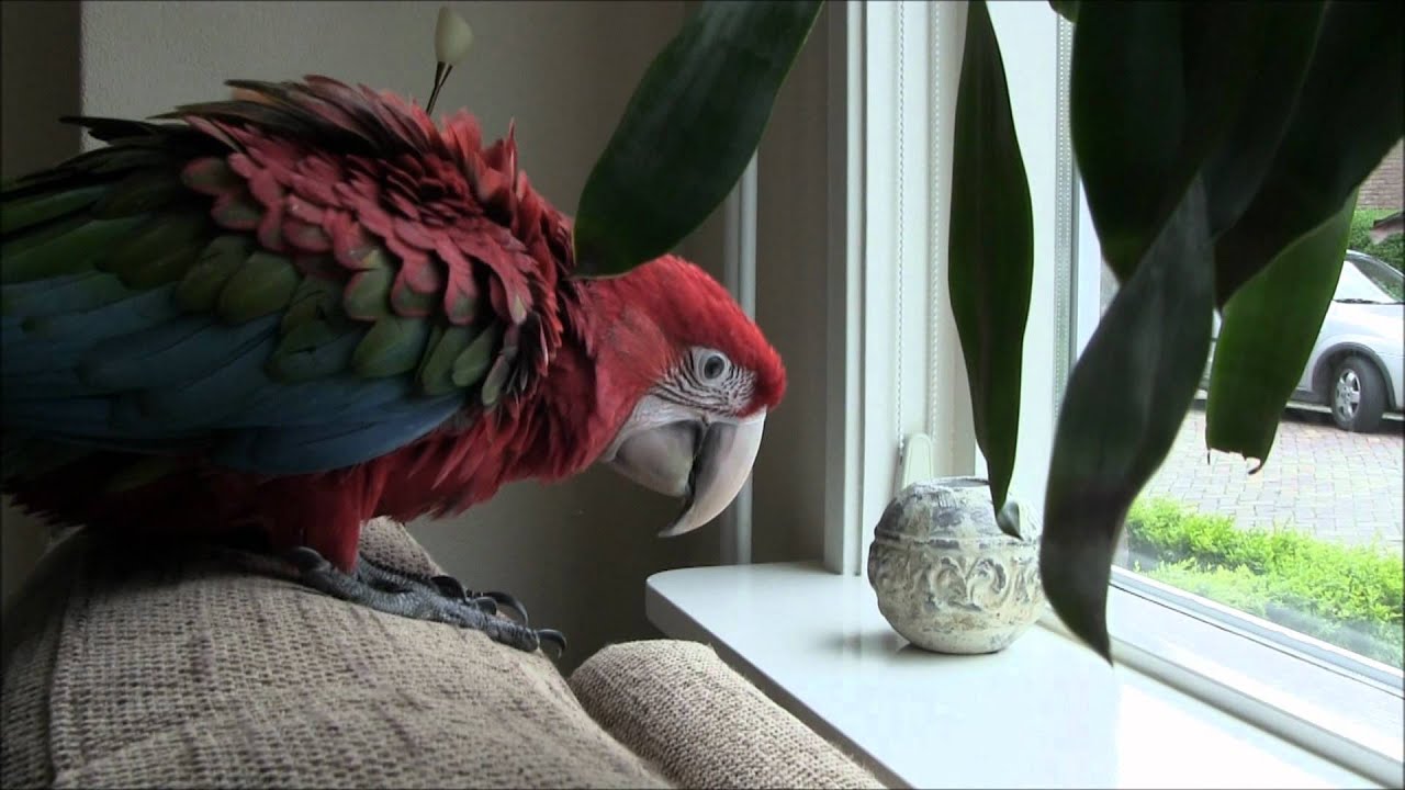 Yara de groenvleugelara deel 2