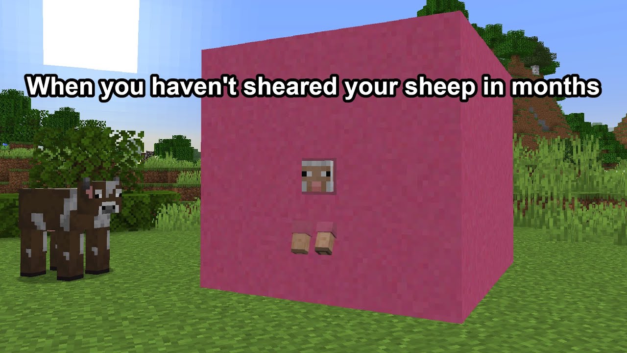 When you haven't sheared your Minecraft sheep in months