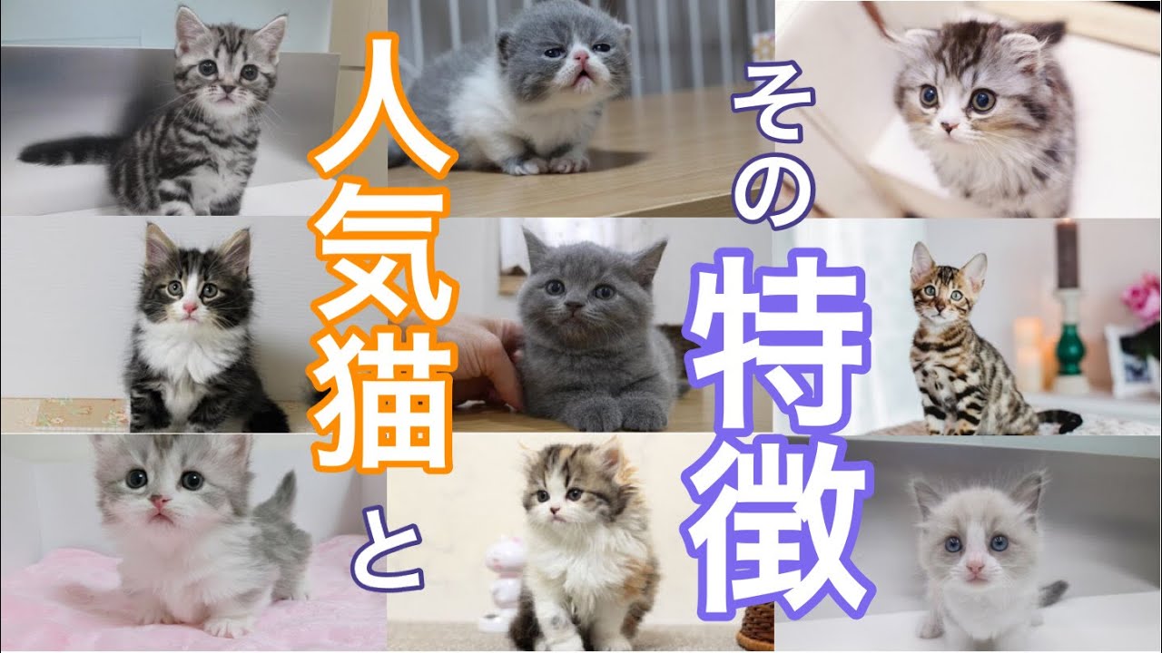 【完全版】人気猫のランキングTOP10とその特徴