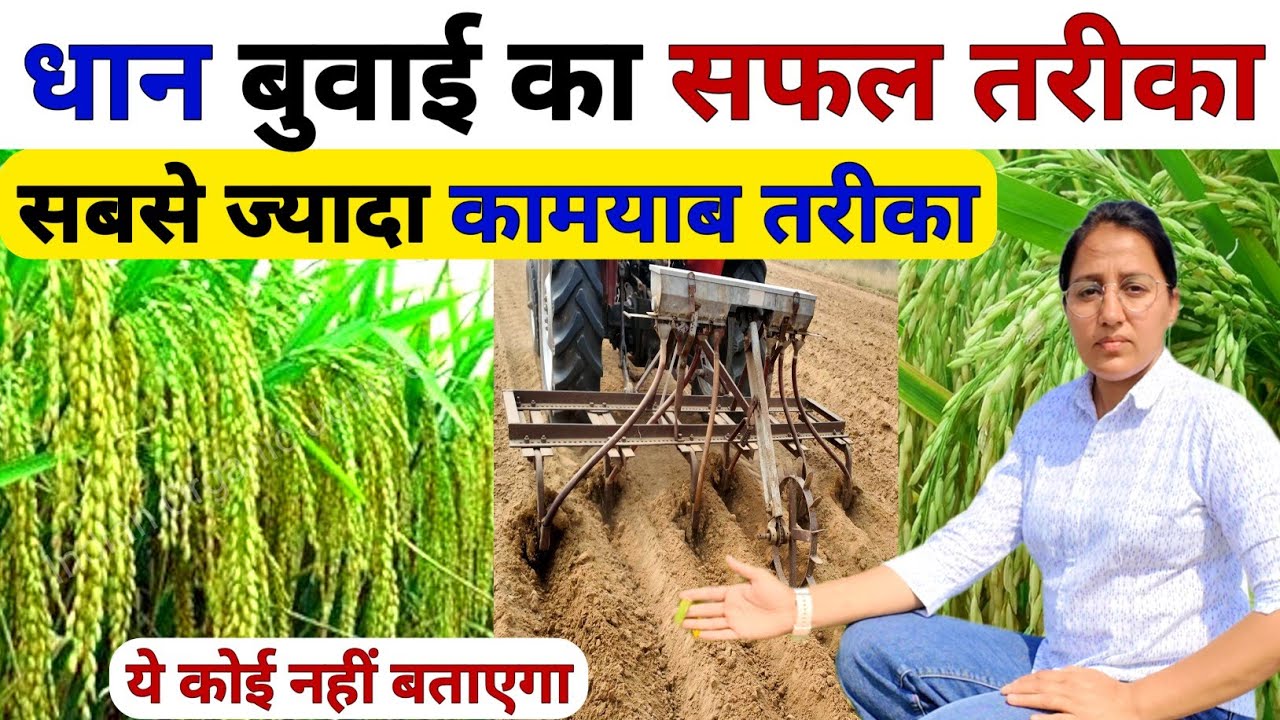 धान की बुआई का आसान तरीका 😲| dhan ki sidhi bijai kaise kare | dhan ki kheti | dhan ki top variety