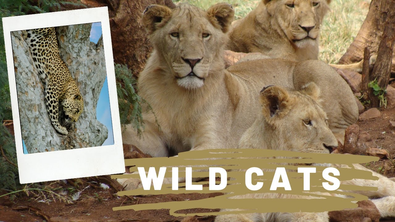 WILD CATSㅣRelaxing Music, Meditation Music, Sleeping Music, Studying Music & Stress Relief Music ★30