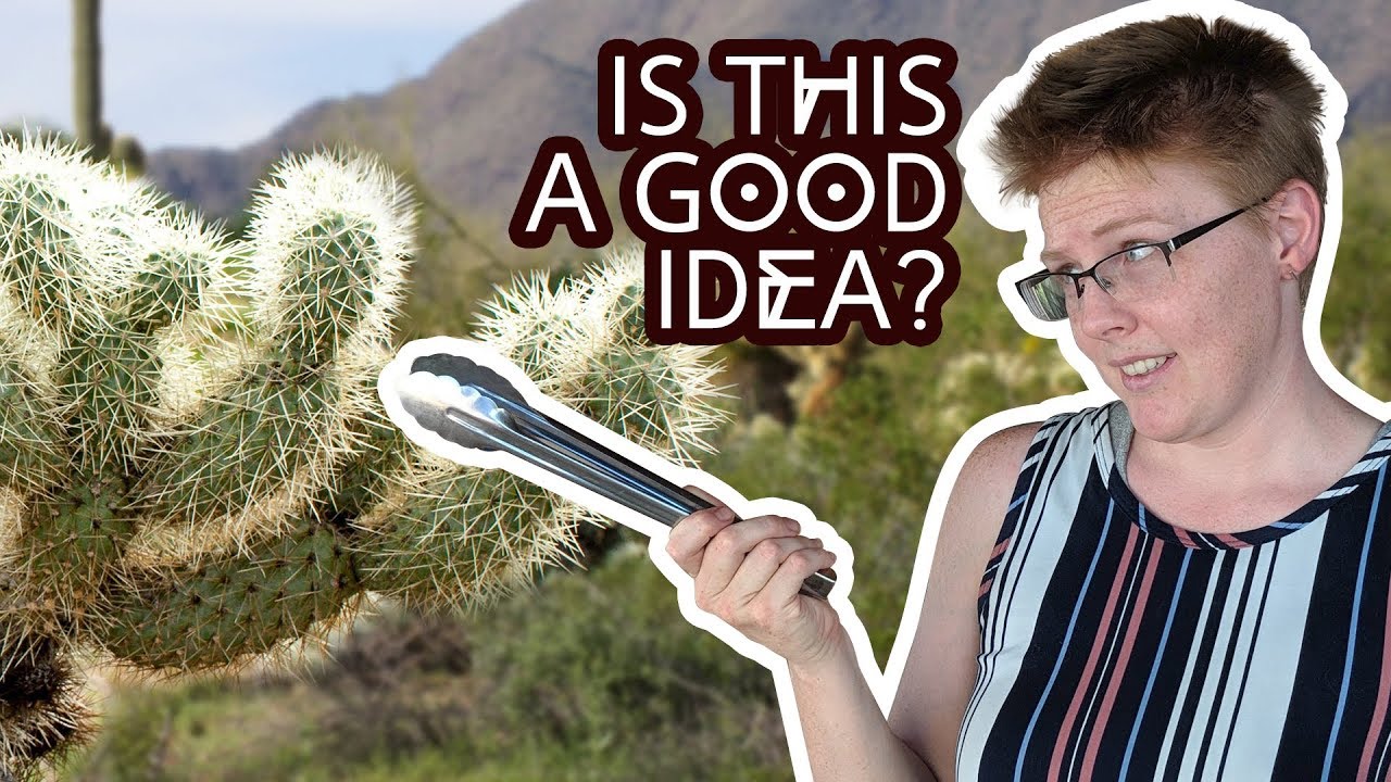 Harvesting and Trying Cholla Cactus for the First Time!