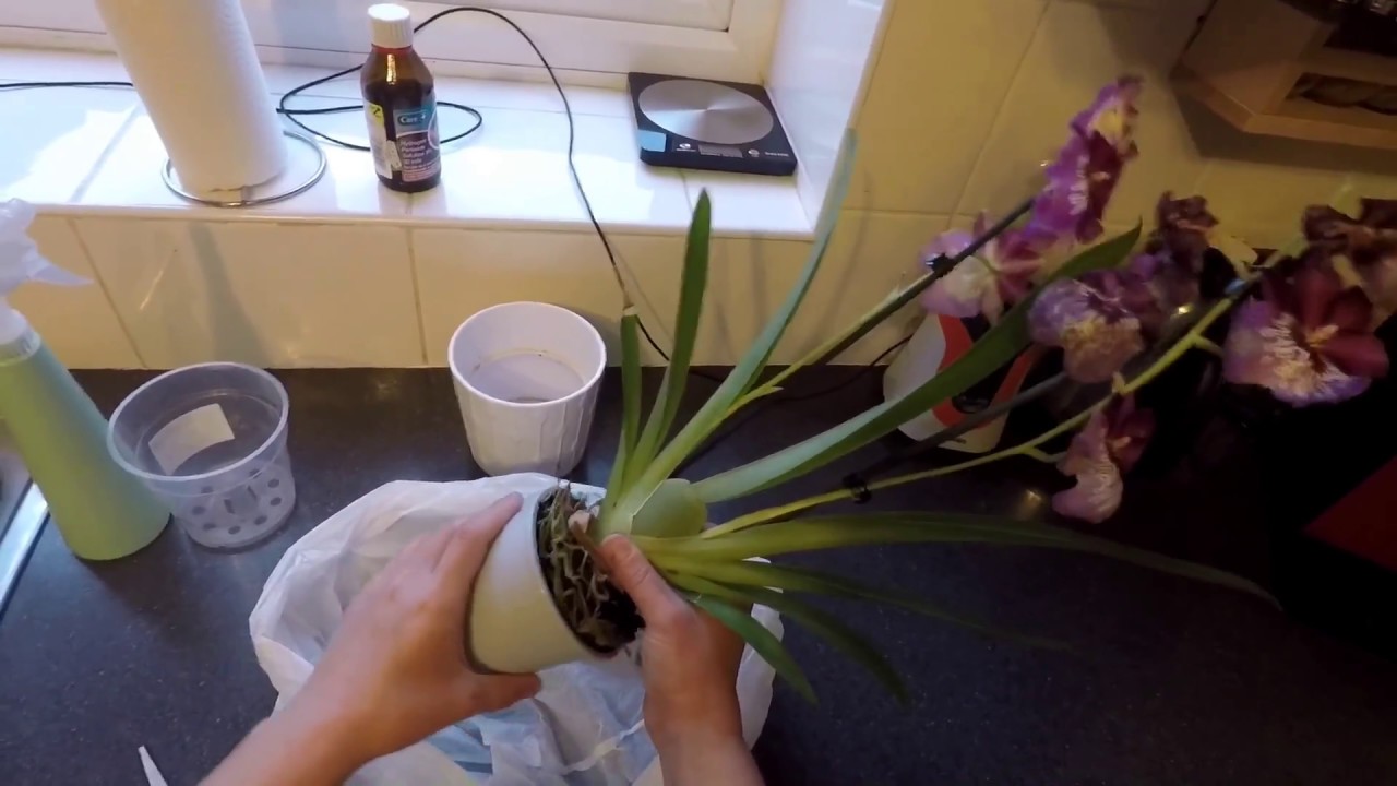 Kā pārstādīt orhidejas | miltoniopsis