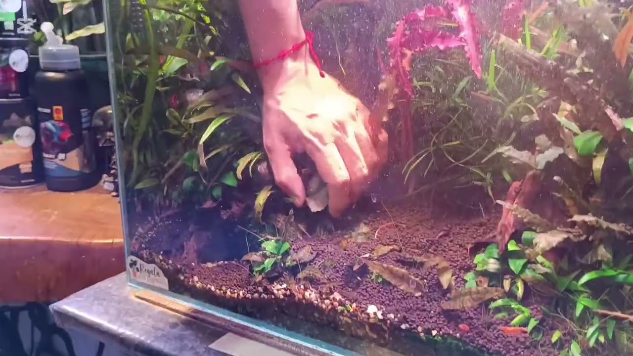 Aquascaping simple,  tú acuario de manera simple. #aquascaping #aquarium #chile #acuarios #plantas