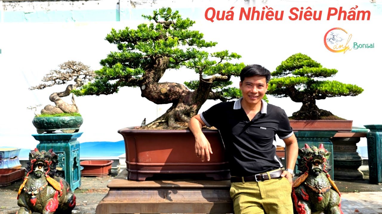 Cảnh BonSai Mới 2026.Nhiều Siêu Phẩm Tùng Nghệ Thuật Quá Độc Giao Lưu Chậu Gốm Cao Cấp Lh#0905999111