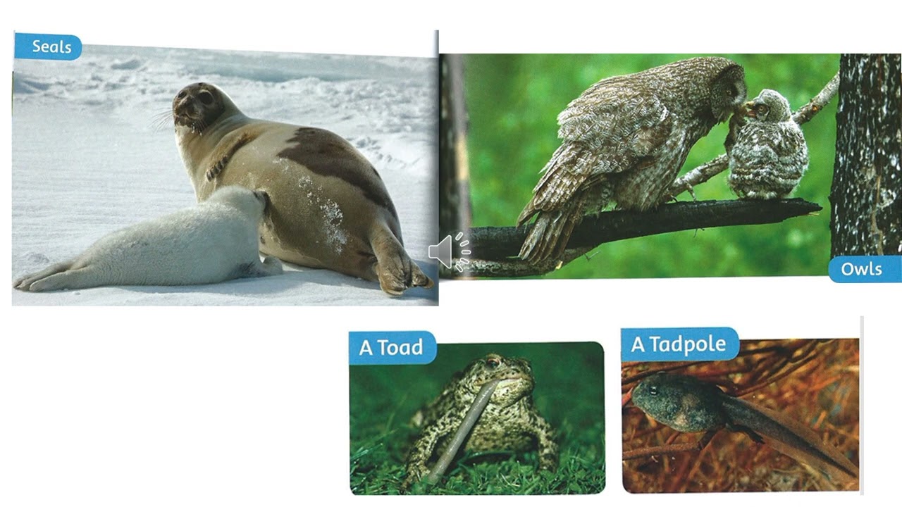 Oxford Read and Discover_ Level 1_ Young Animals_ Chapters 4 and 5