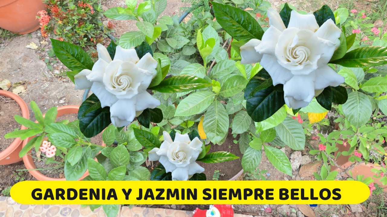 CUIDADOS QUE DEBES DE DAR A TU JAZMIN O GARDENIA PARA QUE SIEMPRE ESTE BELLA Y LLENA DE FLORES