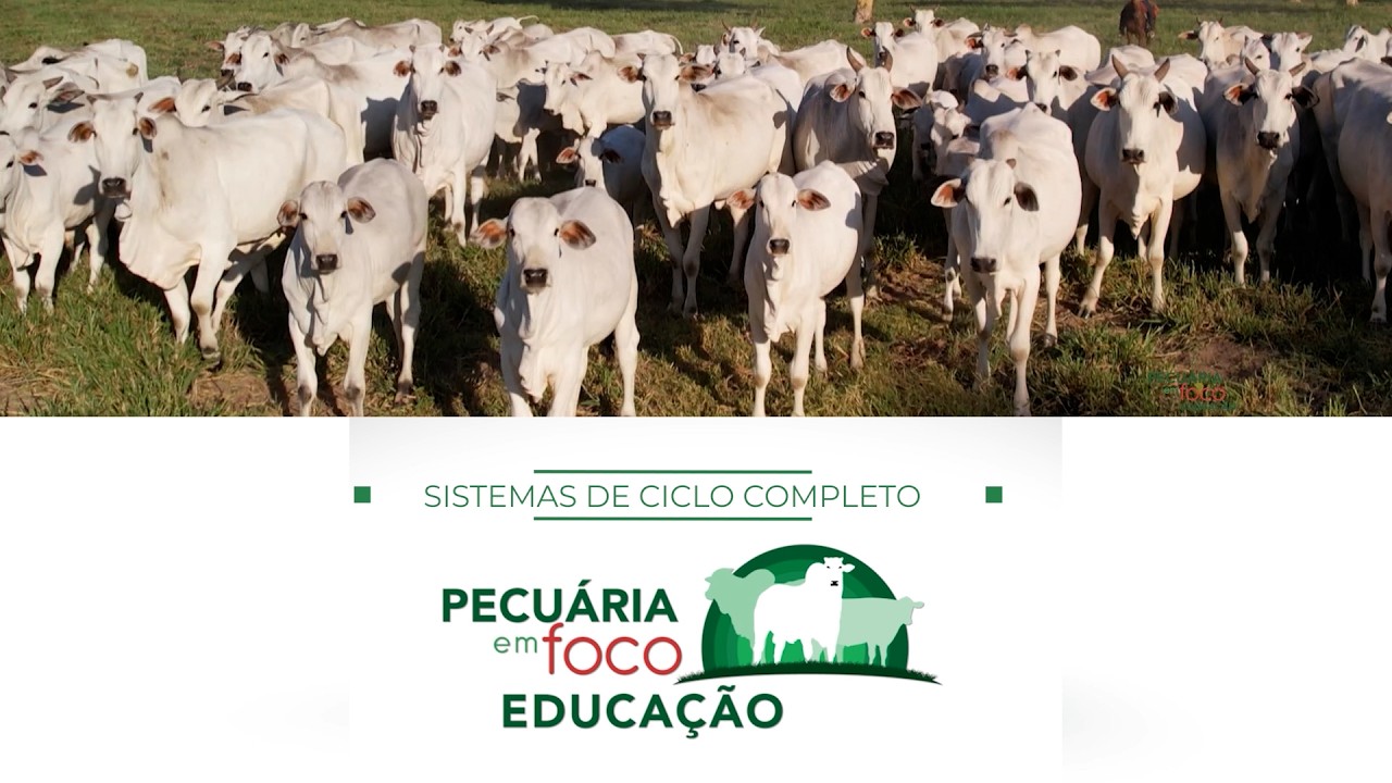 17 - SISTEMAS DE CICLO COMPLETO - PECUÁRIA EM FOCO - EDUCAÇÃO