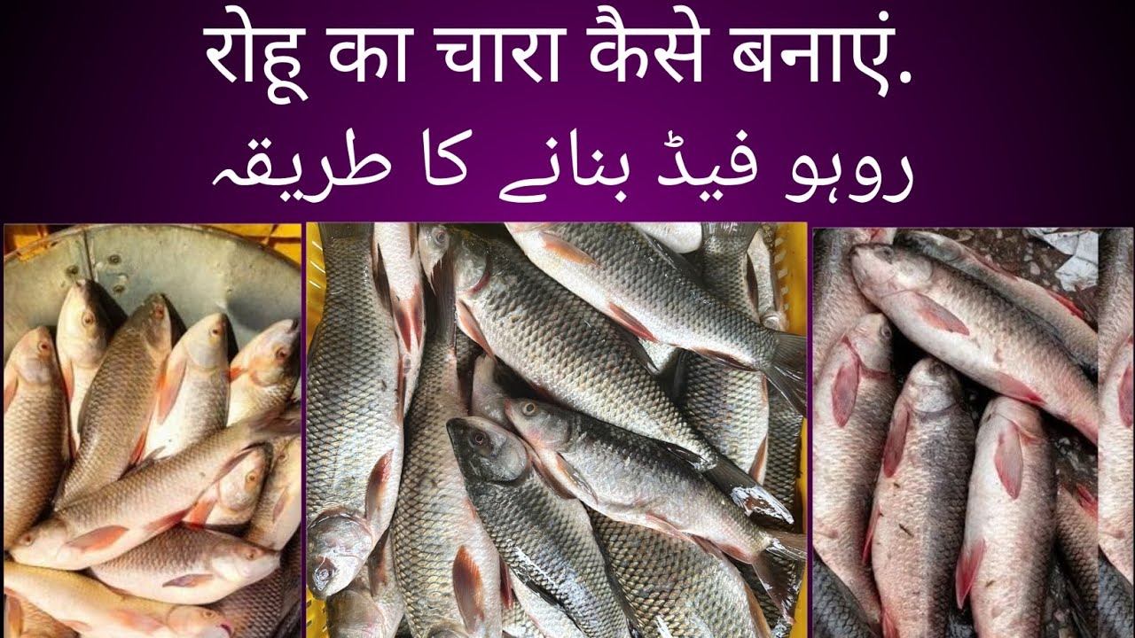 रोहू का चारा कैसे बनाएं.                                                    روہو فیڈ بنانے کا طریقہ 