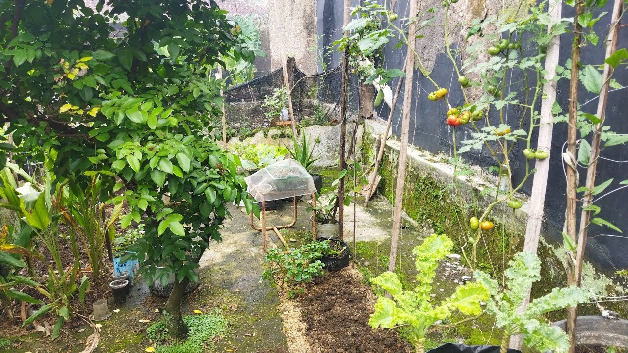 Berkebun dilahan bekas kolam ikan dengan menggunakan barang seadanya,Rencana membuka lahan baru