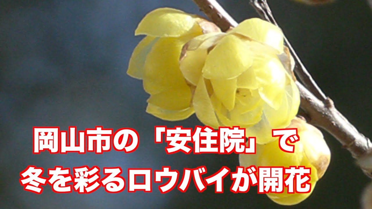 2026おかやま映像探訪　岡山市の「安住院」で冬を彩るロウバイが開花（制作　宮﨑　賢）
