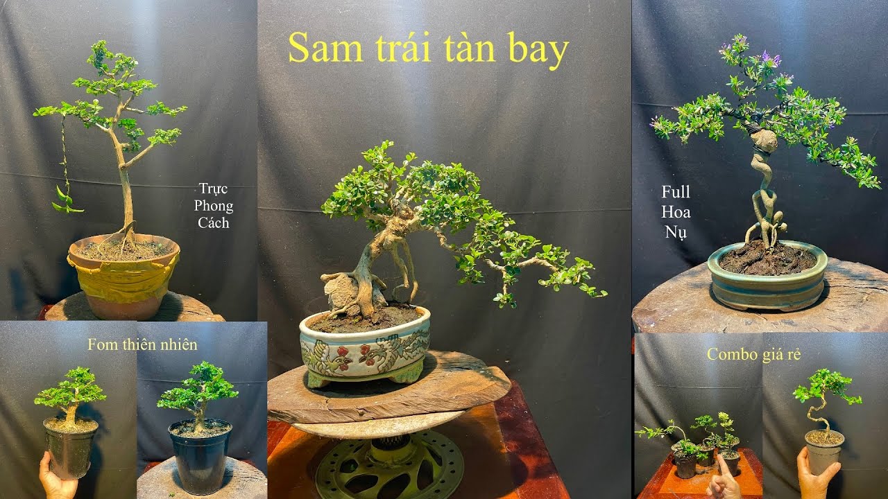 Video 838:Sam trái ký đá tàn bay,linh sam 86 mini full hoa nụ,sam hương bonsai dáng phong cách...