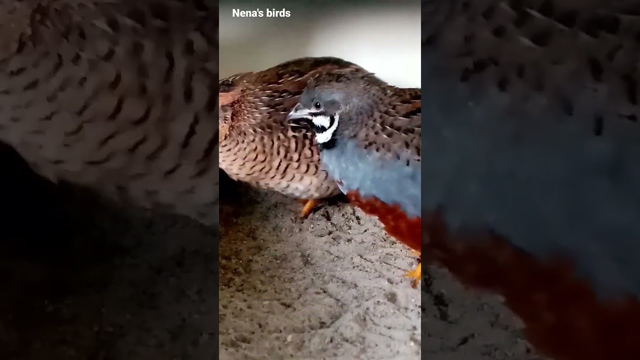 King quail male | Nena's birds #shorts #birds #subscribe