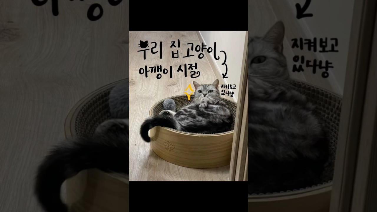[이게 뭐냥] 12살 고양이의 아깽이 시절 #cat #catvideo #shorts #shortsvideo #고양이일상 #고양이