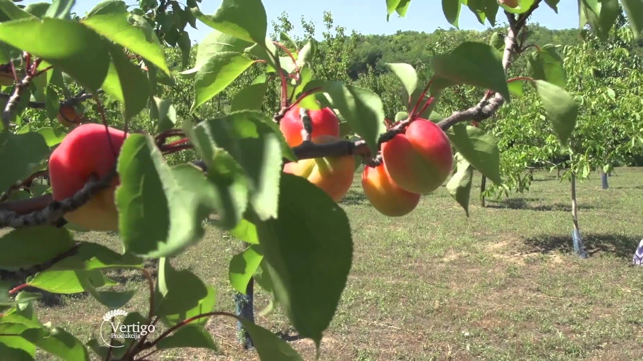 Organska kajsija i jabuka na Fruskoj Gori   U nasem ataru 594
