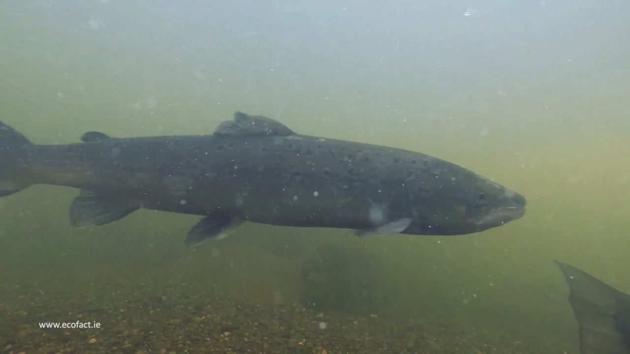 Salmon delayed below Annacotty weir, late-December 2016