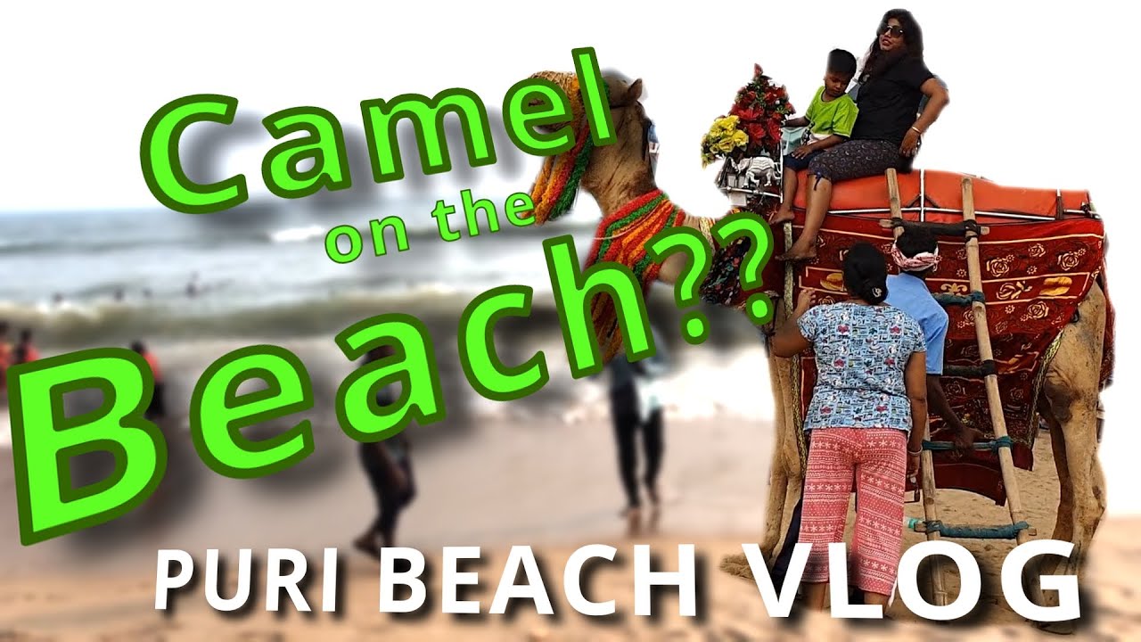A RELAXING STROLL AT THE BEACH | CAMELS IN ODISHA??