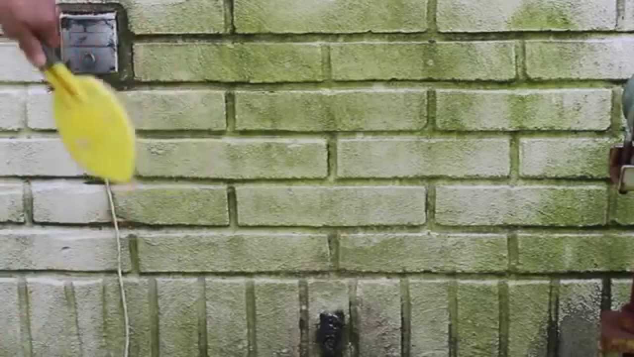 How to remove Mold/Algae