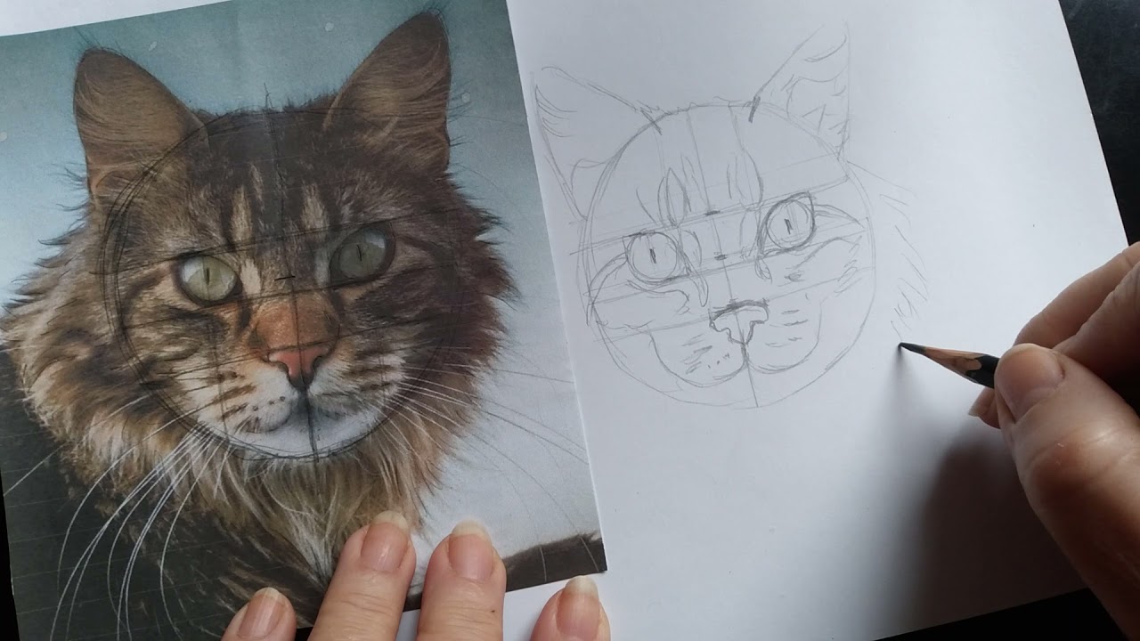 Como desenhar gato realista: 1 de  4