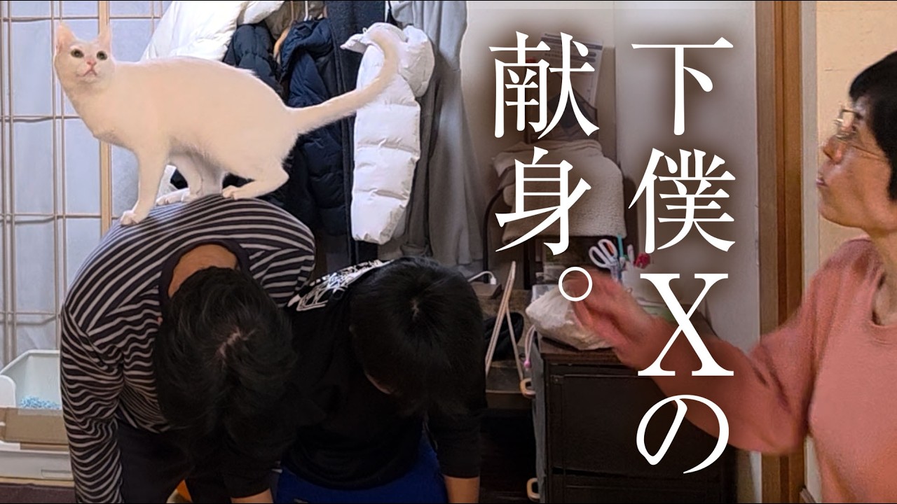 【爆笑】新たな玩具に興奮した白猫。あまりに高い場所を狙うので、父と息子が「人間階段」に・・・。