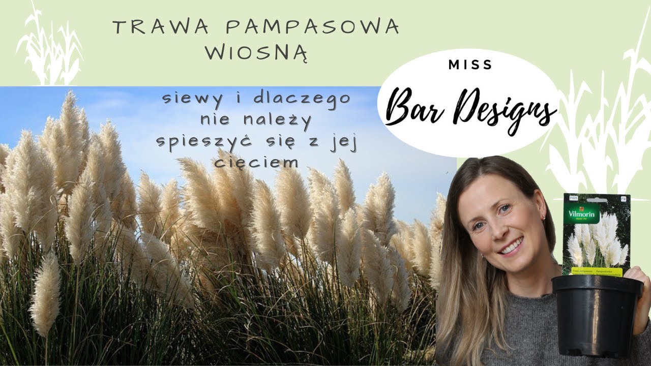 Trawa pampasowa wiosną 🌾  wysiew i dlaczego nie należy spieszyć się z jej cięciem ?