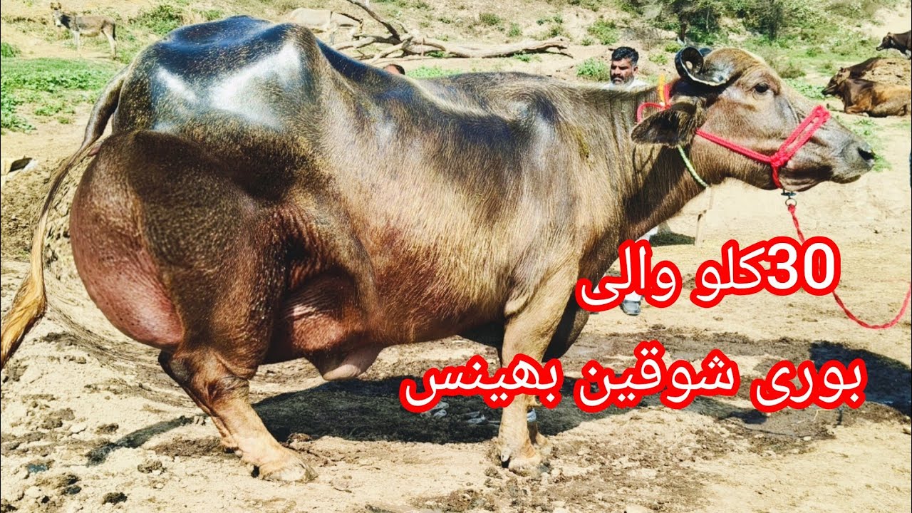 ساجد سندھو کوٹ موج دین3شوقین بھینسیں ایک گاۓ برائے فروخت14رمضان2026 apna surkyian channel 