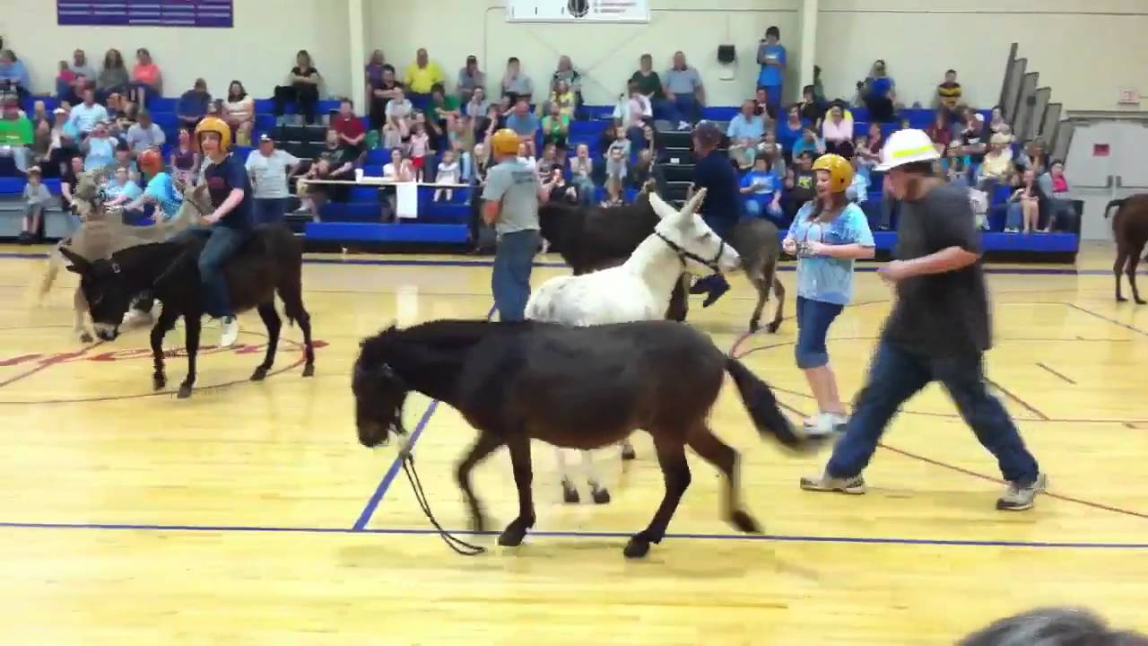 Donkey Basketball 2011
