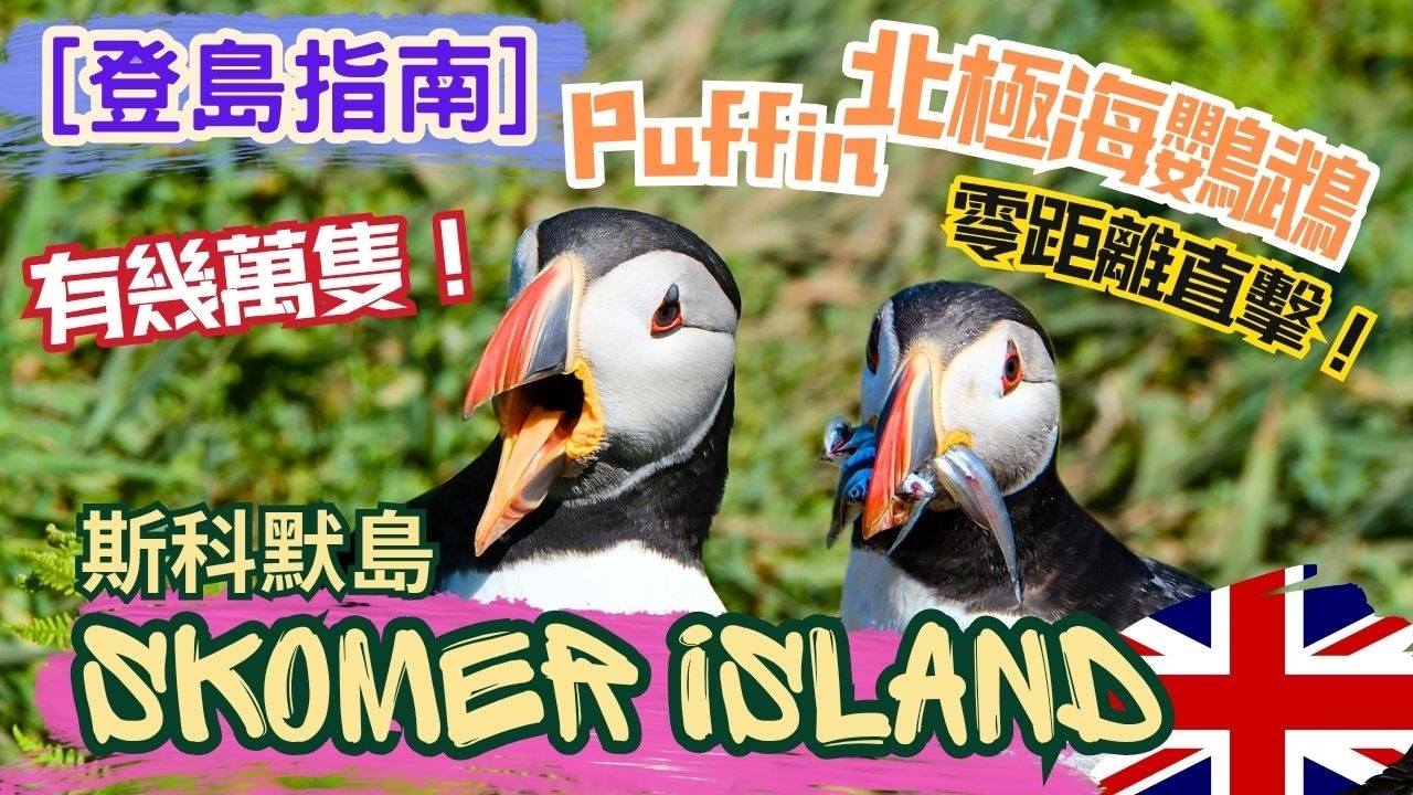 『英國邊到有北極海鸚鵡 Puffin？ 』斯科默島 Skomer Island ｜野生動物攝影熱門地｜威爾斯彭布羅克郡Pembrokeshire【4K/字幕】