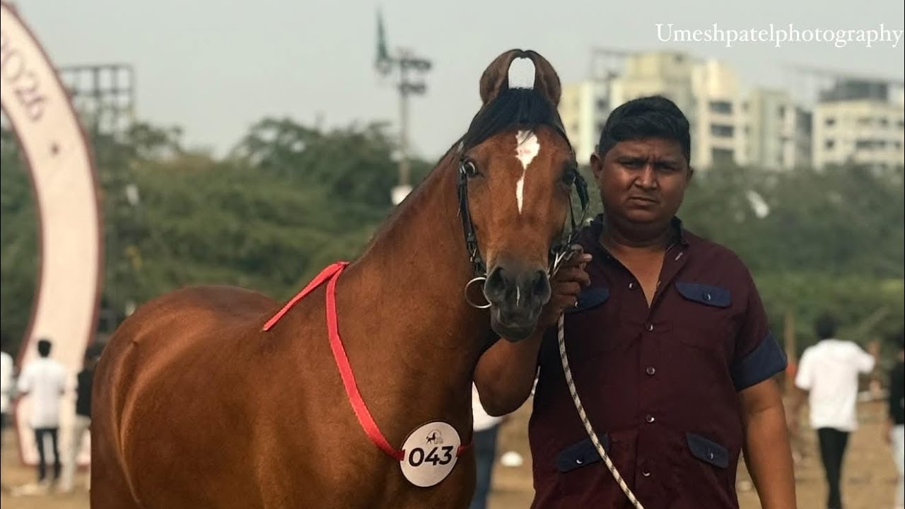 Kathiawari filly Ridhi - Kathiawari Horse Video - Tapi Hrose Show 2026 