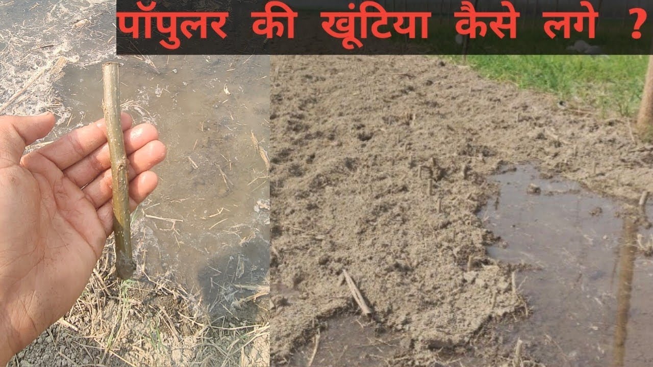 1️⃣ पॉपुलर की कलम कैसे लगाएं | आसान तरीका Step by Step #popular #@Kisanraghurana 