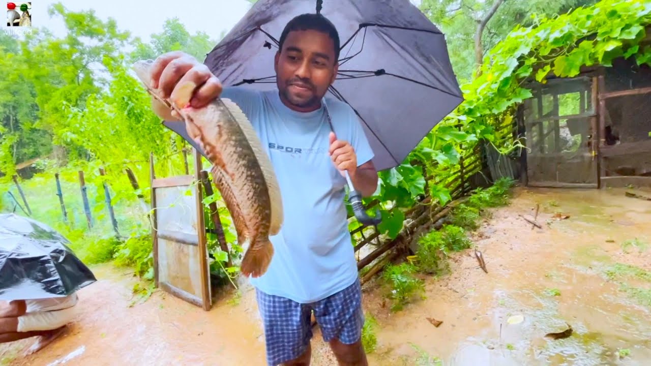 বর্ষায় পুকুরের পালানো শোলের রান্না | Catch and cook villfood pond big shol fish | villfood recipes