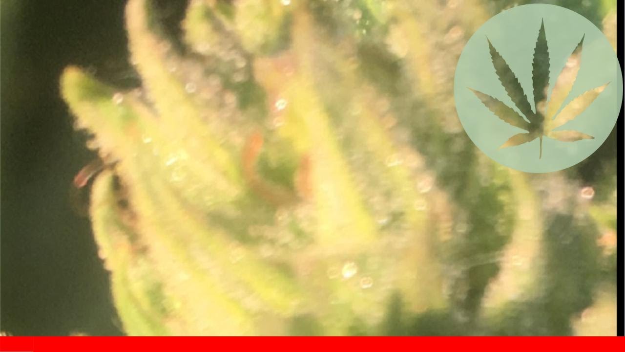 God Bud - All About This Strain