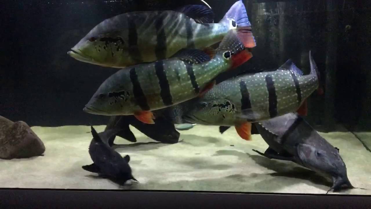 huge cichla temensis (70-80cm)