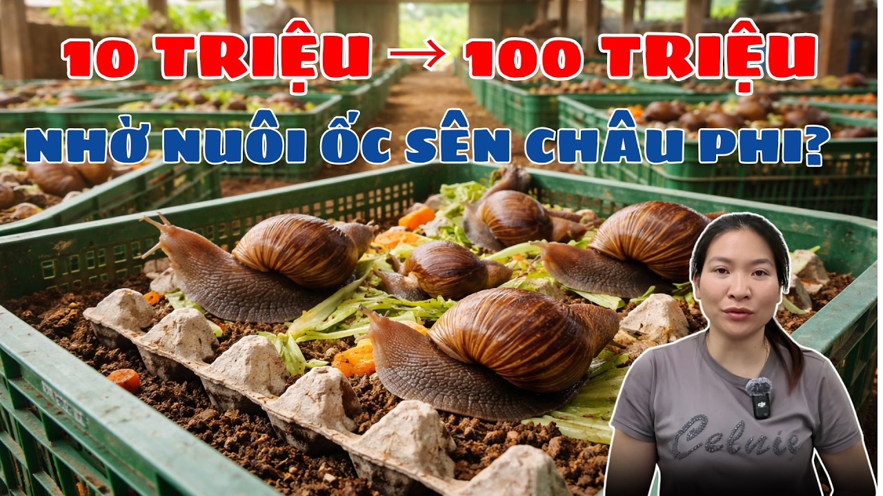 Từ 10 triệu th&agrave;nh 100 triệu nu&ocirc;i ốc S&Ecirc;N CH&Acirc;U PHI