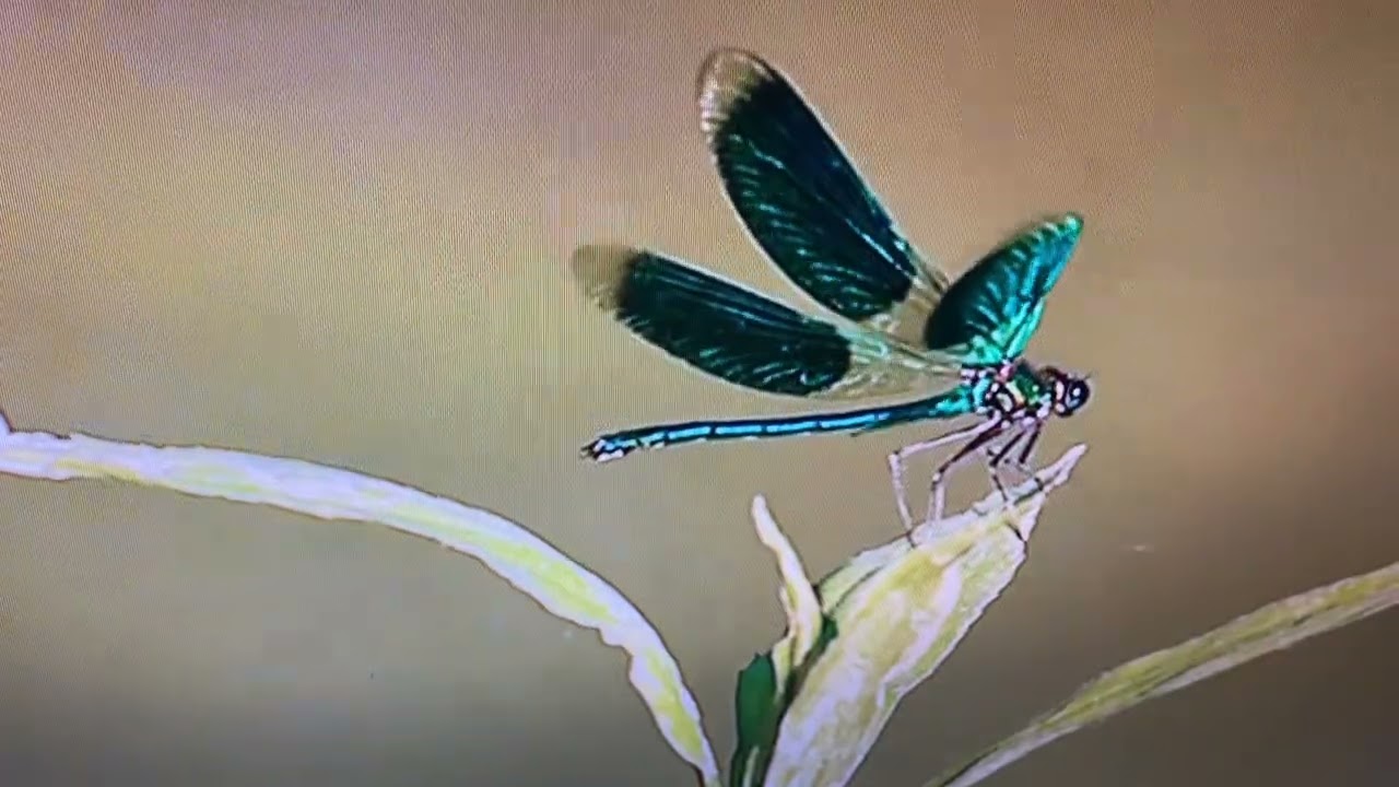 DragonFly      गाईने किरा