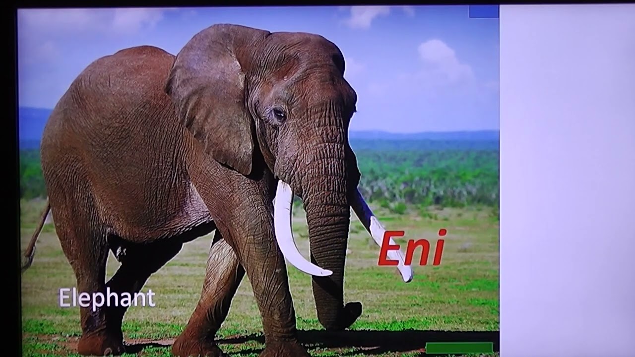 NAMES OF ANIMALS IN EDO LANGUAGE