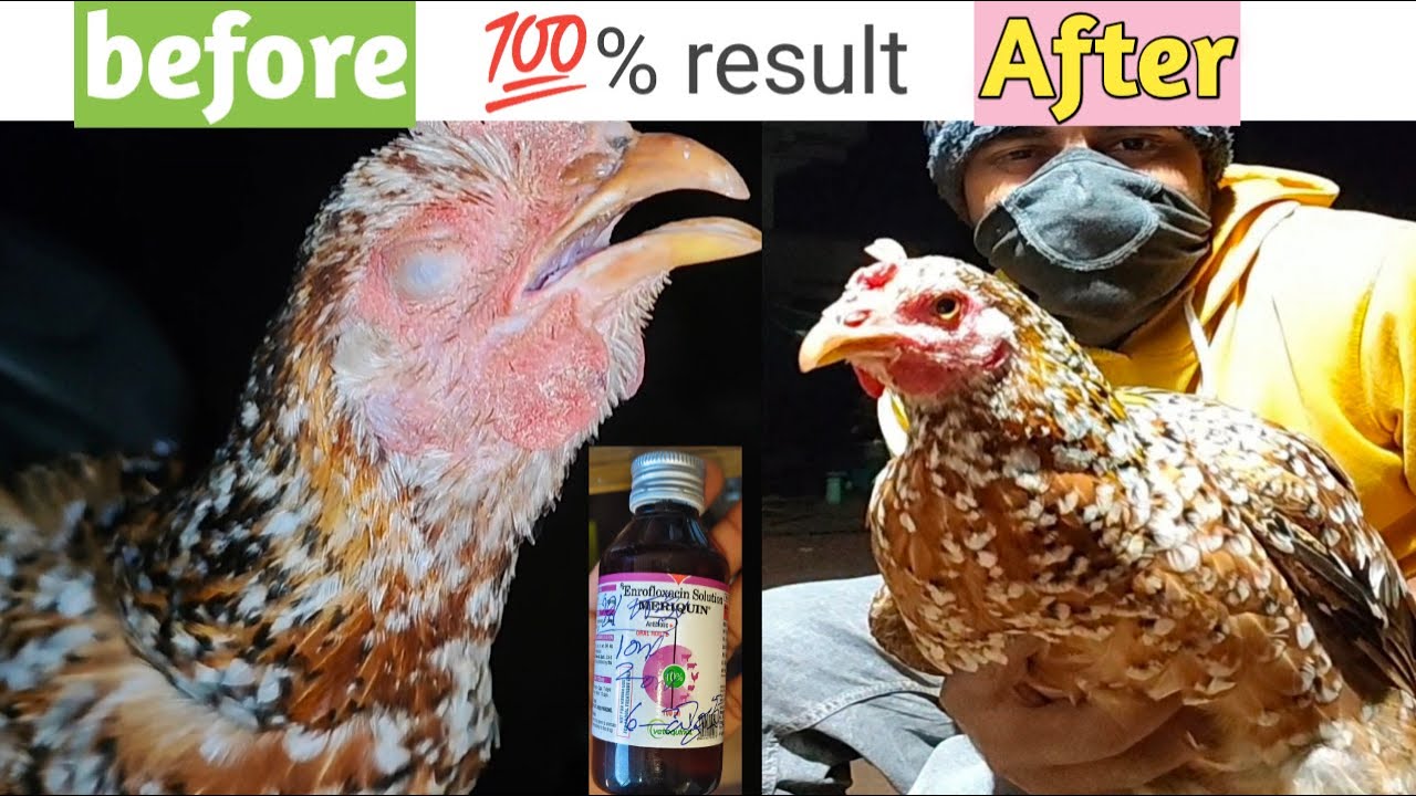 murgi ki bimari ka ilaj