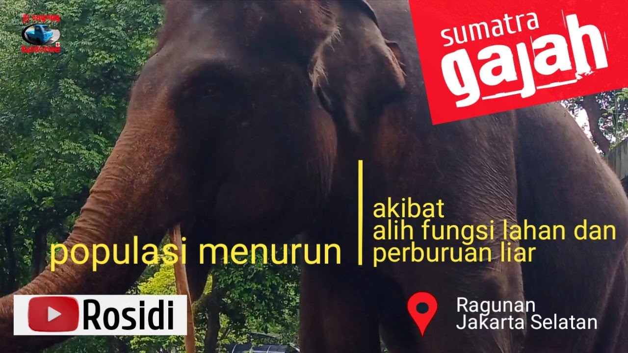 gajah sumatera | populasi menurun hingga 70% akibat alih fungsi hutan dan perburuan alam liar