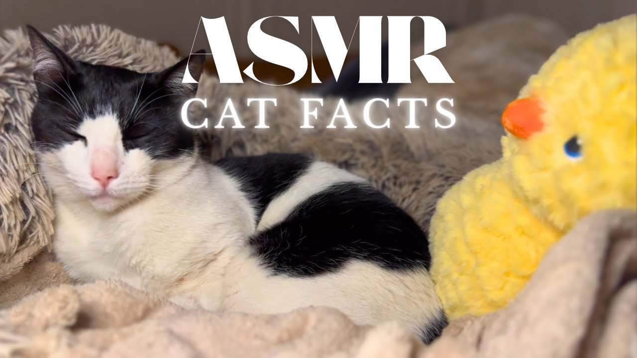 ASMR ✨ Cat facts with Norman