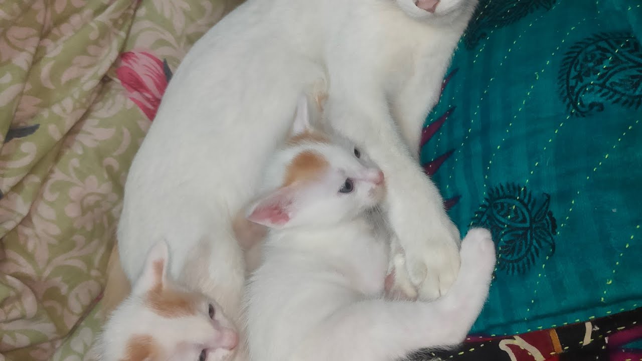 আস্সালামুআলাইকুম