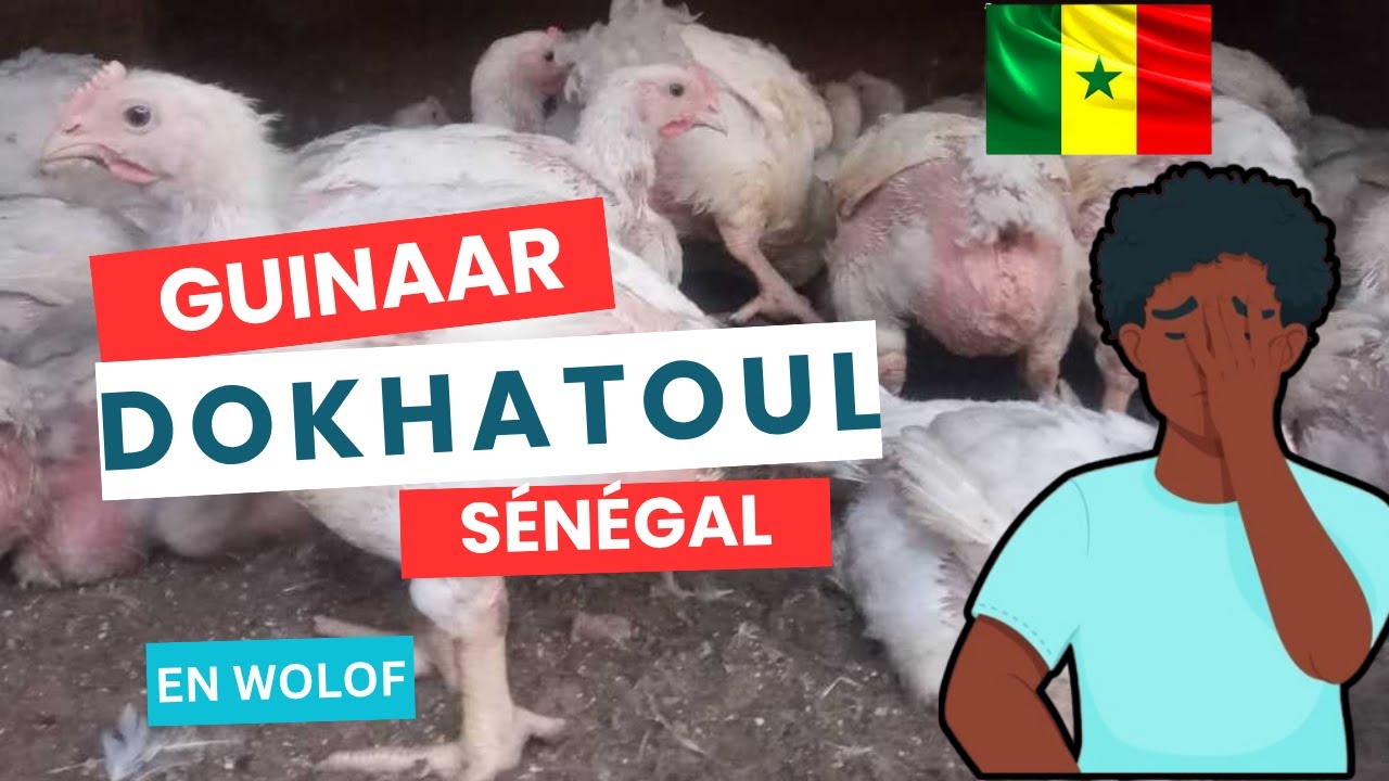 Loutax éleveur Guinaar yi di daanou Sénégal