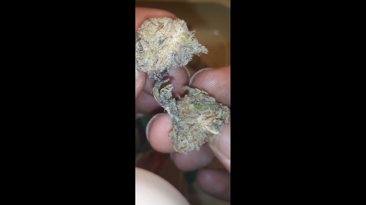 Garlic Sherbert, sativa. S1, E12.
